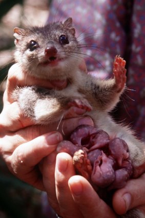 A northern quoll with young in its pouch.