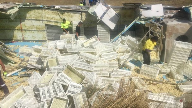 A truck carrying thousands of chicks crashed near Yass on Monday.