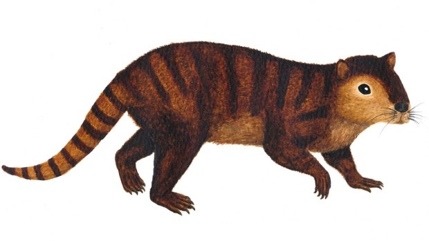 The discovery of Kimbetopsalis simmonsae sheds new light on how mammals thrived after dinosaurs died out.
