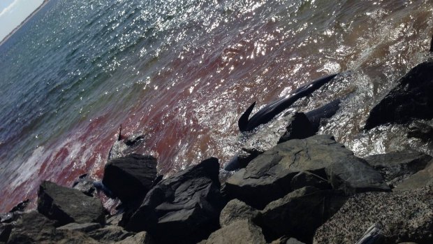 Pilot whales stranded in Bunbury Harbour on Monday.