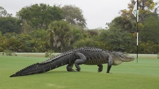 On the green, but far from regulation: an alligator walks onto the edge of the putting green on the seventh hole of Myakka Pines Golf Club.