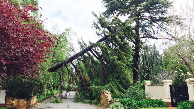 A large tree toppled over in the inner southern suburb of Springfield in Adelaide.