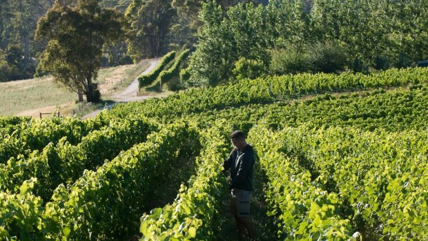 Sinapius vineyard in Tasmania's Pipers River district