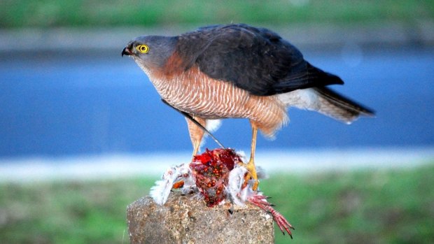 Balance: The dining Sparrowhawk reveals another side of birdlife.