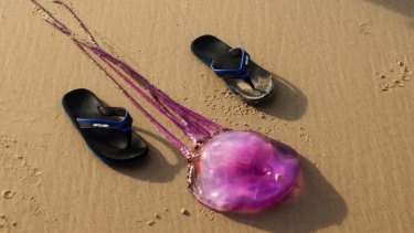 The purple jellyfish found on Coolum Beach.