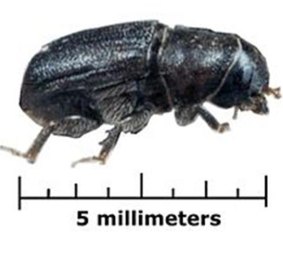 The bark beetle can be deadly to trees.