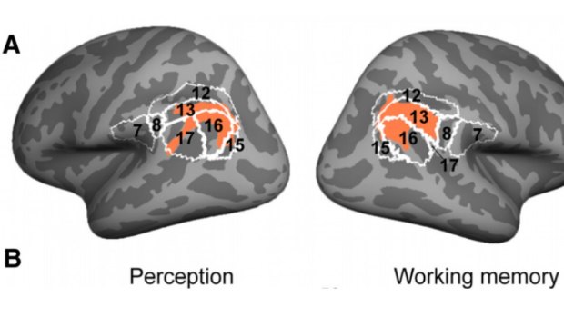 Combined activation activity across all participants in the study. The image on the left represents the brain visually processing each image while the brain on the right is the memory attempting to recreate the image.