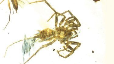 The Cretaceous arachnid Chimerarachne yingi, resembling a spider with a tail, was found trapped in amber in Myanmar after 100 million years.
