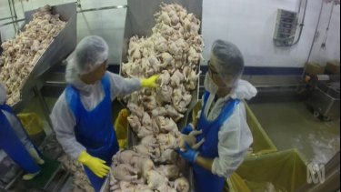 Factory workers working with poultry on Four Corners.