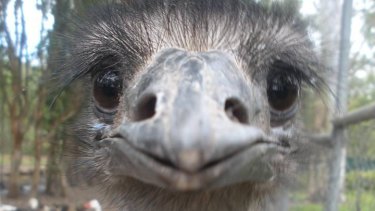 An emu at the Fraser Coast Wildlife Sanctuary.
