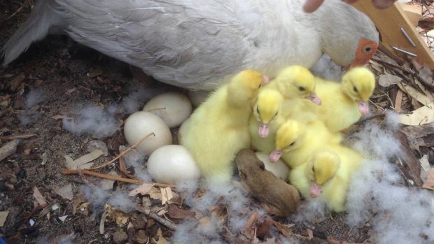 The first sighting of the baby bandicoot in the ducklings' nest. 