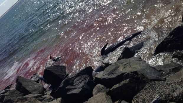Blood in the water as the pilot whales became stranded in Bunbury harbour.