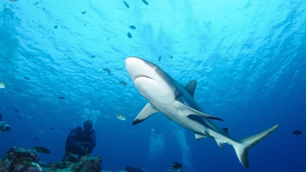 Shark culling: it might save a few human lives but it has a devastating effect on the food chain. 
