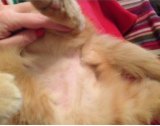 Creepy and baffling: Nipster's shaven belly.