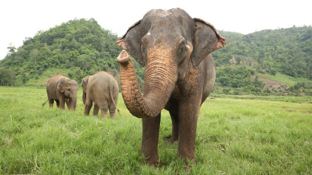 Mae Tee with fellow elephants.