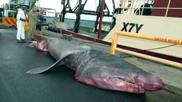 Scientists examine the male basking shark. 