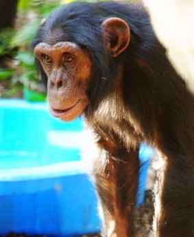 Alon, 7, was brought to the zoo this year from Israel.