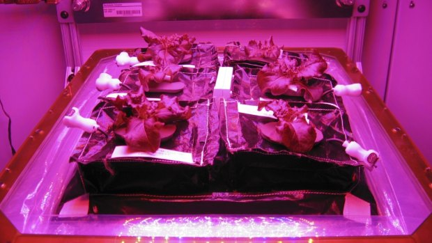 The lettuce is grown in a unit with a flat panel that gives off red, blue and green lights using LEDs — which give the plants a purple hue.