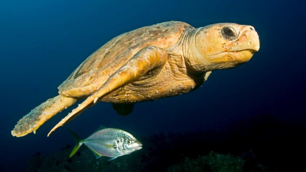 Loggerhead turtle populations are facing a brighter future, but many other species are still in decline, while for others there are no data at all.