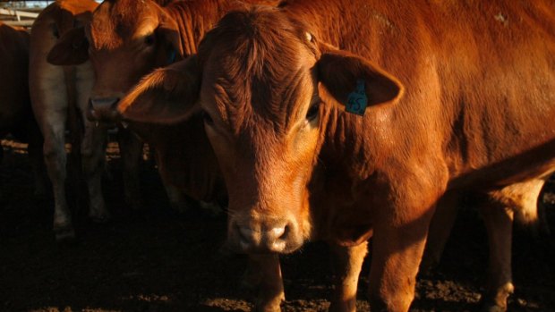 A 55-year-old Queensland man is in hospital after being charged by a bull.