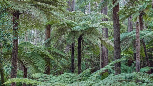 The Kuark forest, near Orbost, has been earmarked for logging. 