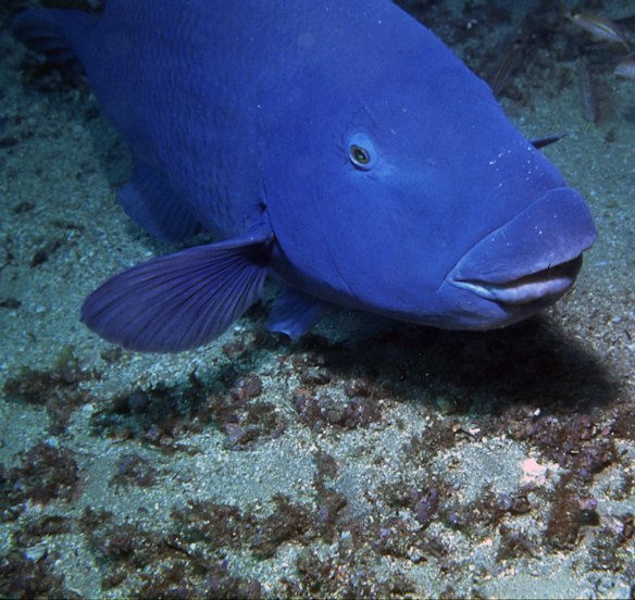 Worth preserving: The blue groper.
