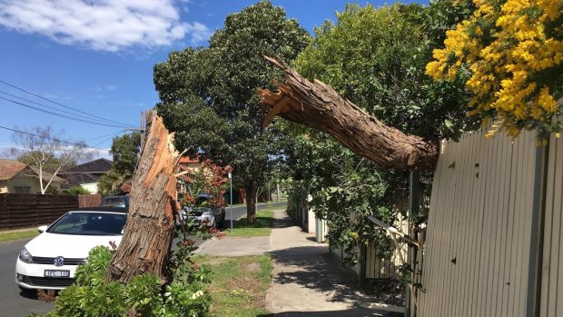 A fallen tree outside a home in Elsternwick after strong winds hit Melbourne.