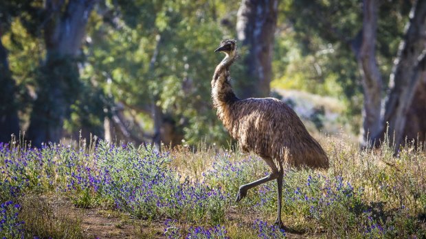 An emu on the Arkaba Conservancy, Flinders Ranges, South Australia.