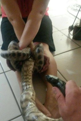 It is unknown whether the owner of the pet python was an experienced handler.