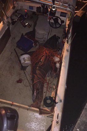 The great white shark leapt into the fisherman's boat.