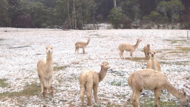 Reader Keith Wadsworth sent us this photo of cool alpacas at Buckland Valley.