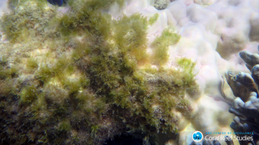 Coral reefs have been hit from Australia to the Maldives and beyond by mass bleaching.