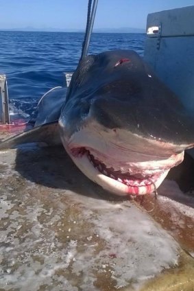 A gigantic, four-metre tiger shark, shown in Facebook photos, was reportedly caught off Nine Mile Beach, on the Tweed Coast, in the past few days. 