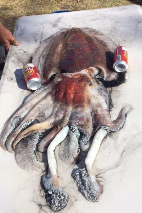 The giant cuttlefish caught off WA.