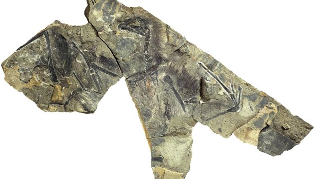 The first bat-like dinosaur has been uncovered in China.