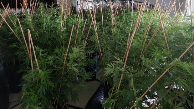 Police found 100 cannabis plants inside the house. 
