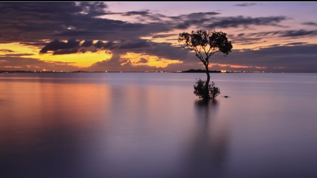 After the destructions of a Brisbane icon, one local photographer plans to immortalise the memory of Wellington Point's 'lone mangrove'.