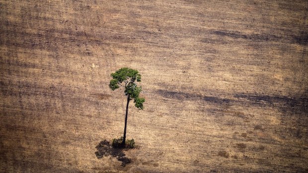 A tree in a deforested area of the Amazon in 2014. Biologists say that deforestation and other human activity have contributed to the extinction of hundreds of species in the past 114 years.