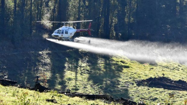 A helicopter operated by the Forest Products Commission spraying pesticides over South West pine plantations.