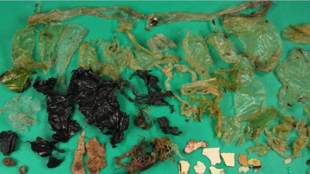Plastic debris that was ingested by marine wildlife.