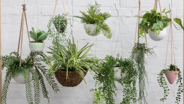 Fake indoor plants appeal to those who don't want the fuss of  maintaining the real thing. 