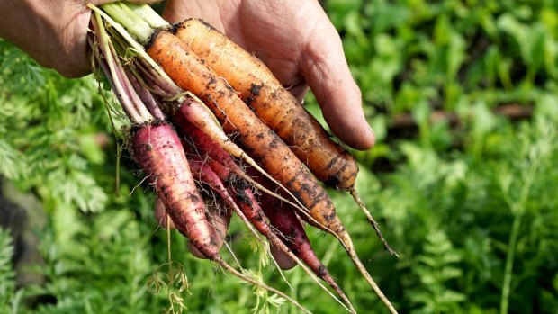 More than 90 backpackers have been underpaid for picking carrots in south-east Queensland.