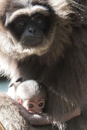 An endangered silvery gibbon was born at Mogo Zoo over the weekend.