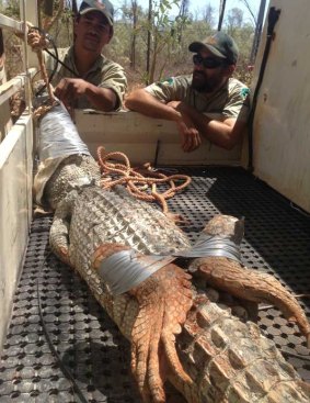 The smaller croc caught near Broome Airport 