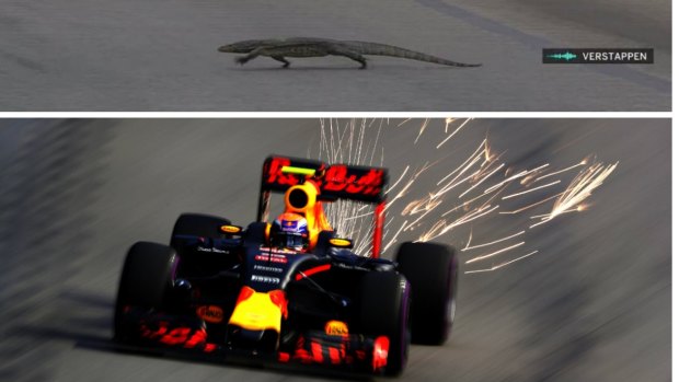 Bizarre sighting: The lizard scampered across the track after Verstappen passed it