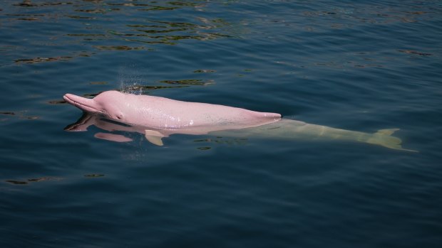 A rare pink dolphin.