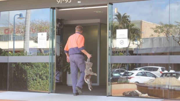 Fed up with what he says is a lack of protection for koalas, Darren Mewett has sent Redland City Council a gruesome message by dropping off a dead koala to its offices.