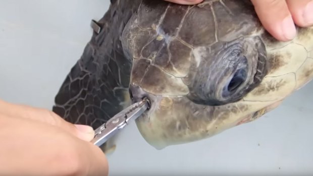 A plastic straw is removed from turtle's nose by marine biologists. 
