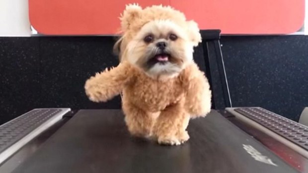 Walkies: Munchkin is the latest YouTube star. 