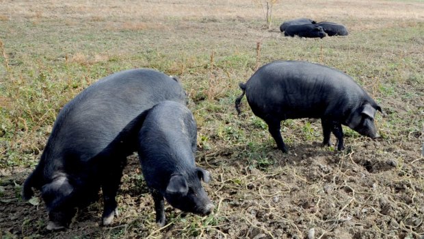 A group of feral pigs will be monitored to assess the environmental impact they have in WA